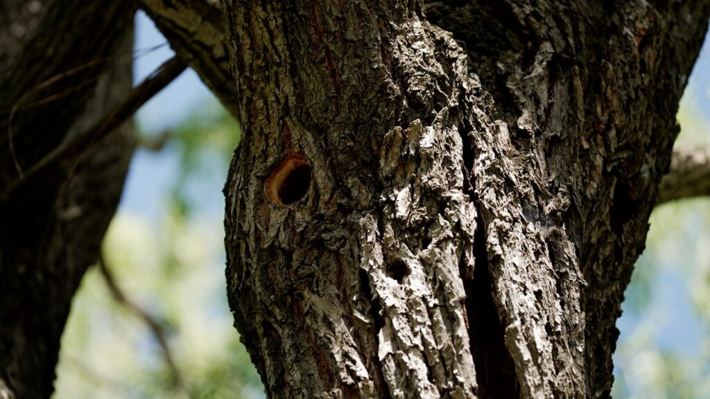 Geräusche in der Natur